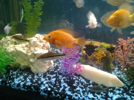5ft tropical fish full set up for sale, genuine fish keepers only need apply