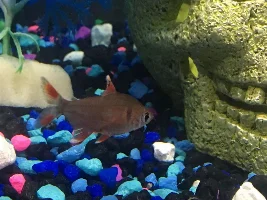 Can someone tell me what is happening?? Fin rot? Fungal?