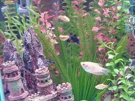 Sunny, King of the Hex Tank