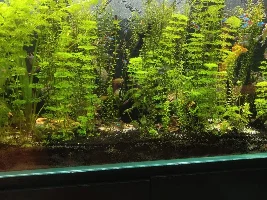 UVC Clarifier Usage Duration?
