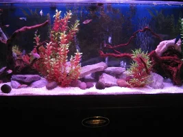 Which Plants?
