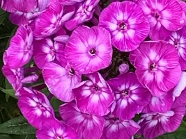 Blooming plants