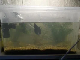 Vts New Tank