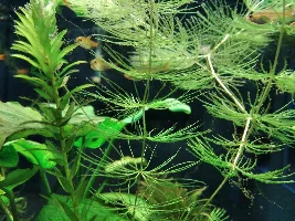 Hornwort full of stuff