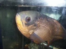 My Gallery of fish + Tanks