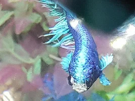 Weird Eye on Betta (Don't think pop... better photos and video)