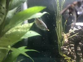 Opaline/blue gourami male bring aggressive or is this natural