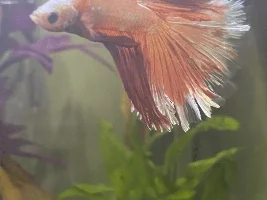 Unwell Betta, Please Help