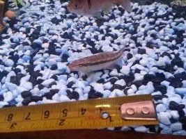 Fish Dying - Water Checked Nothing Wrong With It