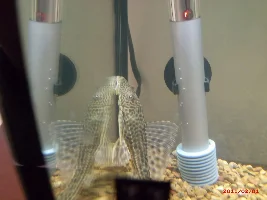 Sick Common Pleco and Platy