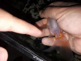 GOLDFISH PROLAPSED ANUS AND WHITE STRINGY POOP