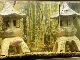 Wow, the loaches are out tonight… they are getting trained on feeding time…