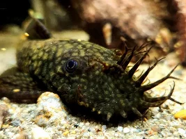 Getting a Bristlenose pleco from Maidenhead aquatics