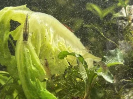 My 60L Cube