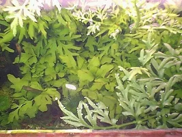 Stix's Tank Pic's