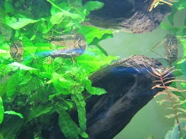 Fish photography