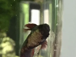 White patch on Betta’s head?