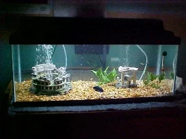my 20g long- Roman style
