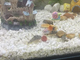 I think my gourami might be injured