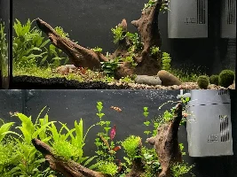 Planted tank