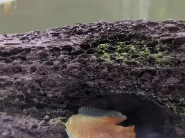 Gourami Fin Rot or Fin Nipping?