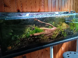 I really love how my tank turned out
