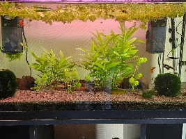 Pearl gourami and shrimp