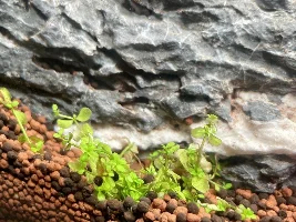 Help ID algae? Bacteria?