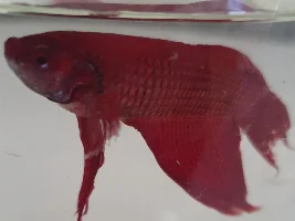 HELP betta fish unwell