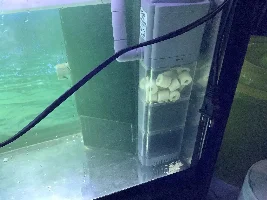Help! Goldfish back scales