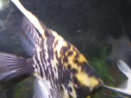 Unknown problem with my Angelfish?