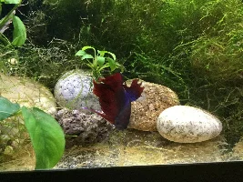 Share your bettas
