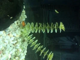 Can't Figure Out Where This Baby Fish Came From
