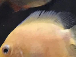 Help my fish is sick!!!