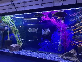 my local fish store