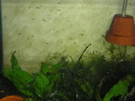 Peacock gudgeon fry!