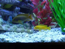 Please Identify My Fish Species