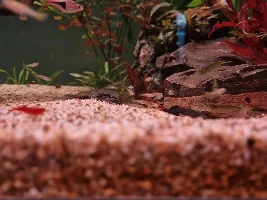 250L Aquascape