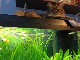 My Cat Thinks The Fish Tank Is His
