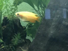 Worried about my Honey Gouramis