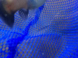 When will my fish give birth