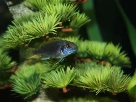 My Cichlid Tank And Community