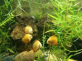 Why Hobbiest find Discus fish Demanding!