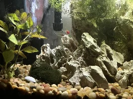 Showing off my tanks!