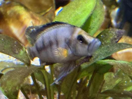 Lake Tanganyika Tank