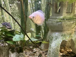 solitary fish - centerpiece fish…
