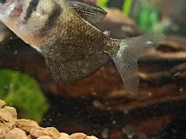 White spot on fish.What is that please.Is that illness??