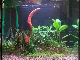 Daize's 120L Soil Tank