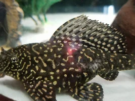 L022 pleco bloated and sick!