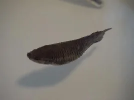 Dropsy in Female Betta Fish
